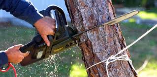 Trusted Ellicott, CO Tree Care Experts