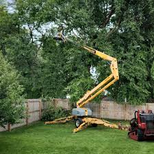 How Our Tree Care Process Works  in  Ellicott, CO