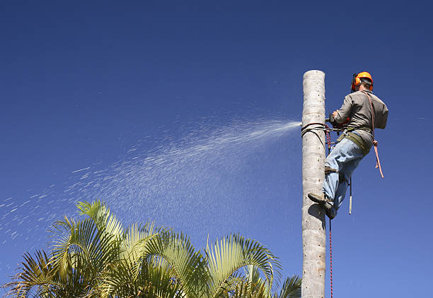 Tree and Shrub Care in Ellicott, CO