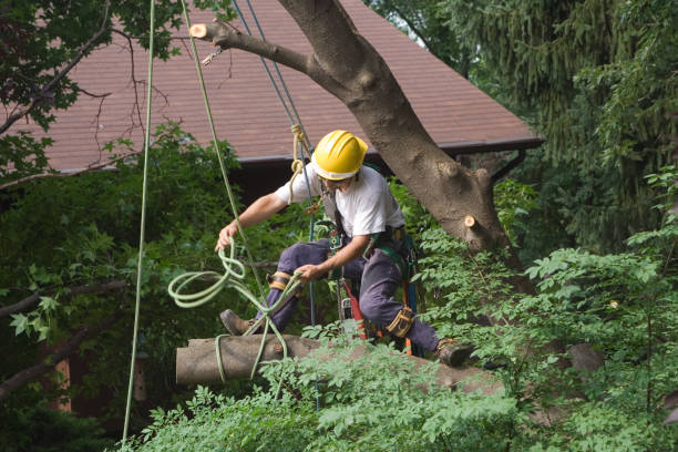 Professional Tree Care in Ellicott, CO